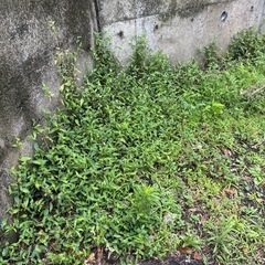 草刈り🌱