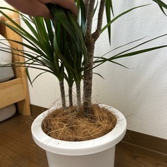 観葉植物　ドラセナの画像