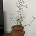 ランキングキーワードに紐づく投稿画像-観葉植物