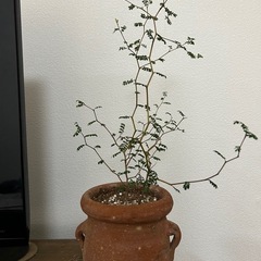 観葉植物 ソフォラ　リトルベイビー　鉢セットの画像