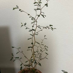 観葉植物 ソフォラ　リトルベイビー　鉢セットの画像