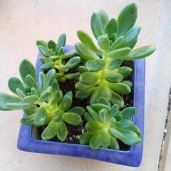 観葉植物の画像