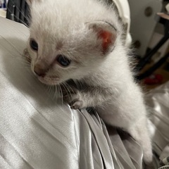 子猫の里親募集
