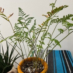 観葉植物　アグラオネガ　鉢セットの画像
