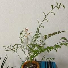 観葉植物　アグラオネガ　鉢セットの画像