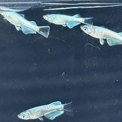 メダカ　ガブリエル　白タイプ普通目 若魚　雄1雌3の画像