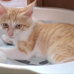 里親募集🐱 茶白♂