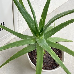 アロエベラ　抜き苗　子株付きの画像
