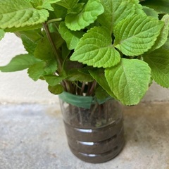 シソ新芽🌱13の画像