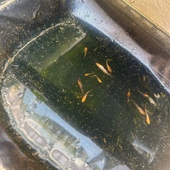 メダカ　竜章鳳姿　11匹　若魚の画像