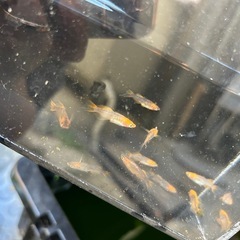 メダカ　竜章鳳姿　11匹　若魚の画像