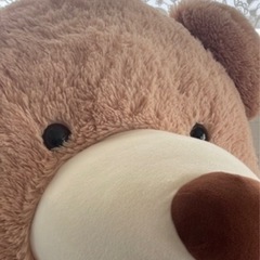くまの画像