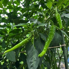 募集中‼️採りたて☀️夏野菜セットの画像