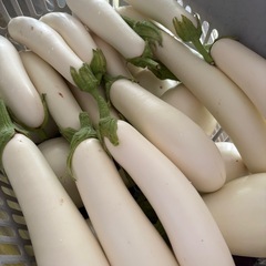 募集中‼️採りたて☀️夏野菜セットの画像