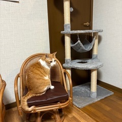 3段キャットタワーハンモック付きの画像