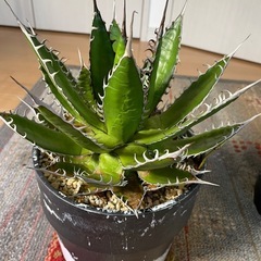 大きめのアガベホリダの画像