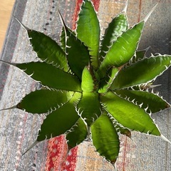大きめのアガベホリダの画像