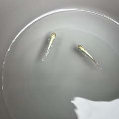 エメキン　メダカ　卵　15個　の画像