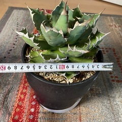 大きいアガベ姫厳竜の画像