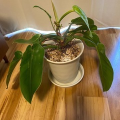 室内観葉植物 インペリアルグリーンの画像