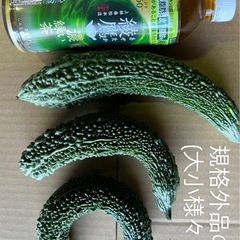【訳ありゴーヤ】出荷規格外のためお得にお譲りします！1本30円〜の画像
