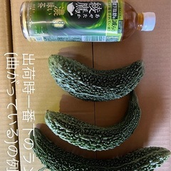 【訳ありゴーヤ】出荷規格外のためお得にお譲りします！1本30円〜の画像