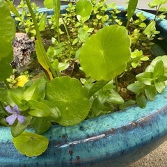水草の画像