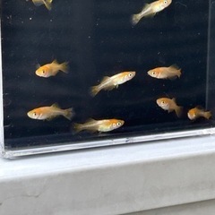 メダカ　プラチナ牡丹　若魚　5ペアの画像