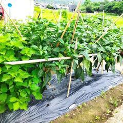 しそ葉の画像