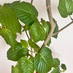 ウンベラータ　約160cmの画像