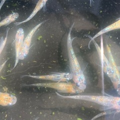草餅　メダカ　めだかの画像