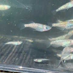 草餅　メダカ　めだかの画像