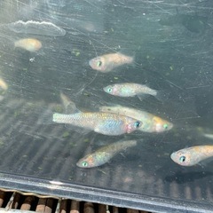 草餅　メダカ　めだかの画像