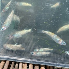 草餅　メダカ　めだかの画像