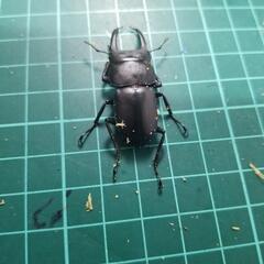 ①第7国産クワガタカブトムシ安売り‼️の画像