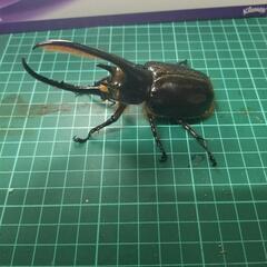 ①第7国産クワガタカブトムシ安売り‼️の画像