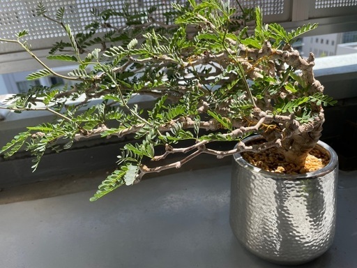 「8/7までの掲載」センナメリディオナリス