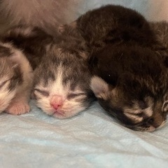 スコティッシュ産まれてます✨