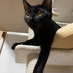 黒猫　メス　里親募集