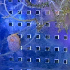 引取限定　ハコフグ　ミナミハコフグ　海水魚　ワイルド　近海産の画像