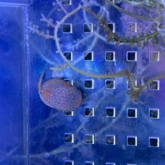引取限定　ハコフグ　ミナミハコフグ　海水魚　ワイルド　近海産の画像
