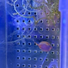 引取限定　ハコフグ　ミナミハコフグ　海水魚　ワイルド　近海産の画像