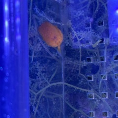引取限定　ハコフグ　ミナミハコフグ　海水魚　ワイルド　近海産の画像