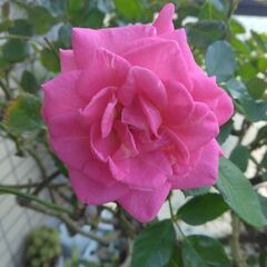 バラ🌹の画像