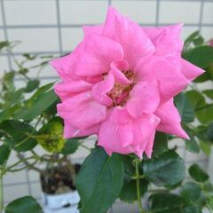バラ🌹の画像