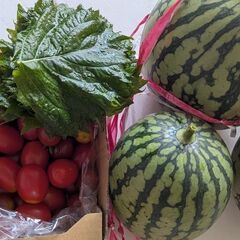 朝採れ野菜第6弾、甘い中玉スイカ丸ごと1個４kg，小玉スイカ2個、甘いミニトマト1kg1200円ですの画像