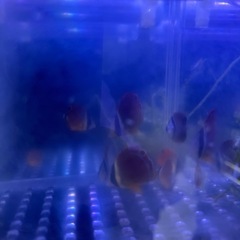 近海産　チョウチョウウオ　セット　海水魚　の画像