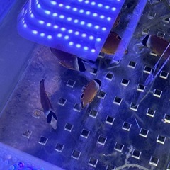 近海産　チョウチョウウオ　セット　海水魚　の画像