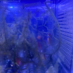 近海産　チョウチョウウオ　セット　海水魚　の画像
