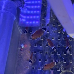 近海産　チョウチョウウオ　セット　海水魚　の画像